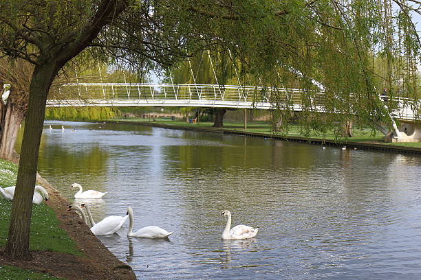 istock Swans on the river Great Ouse in Bedford 531616584