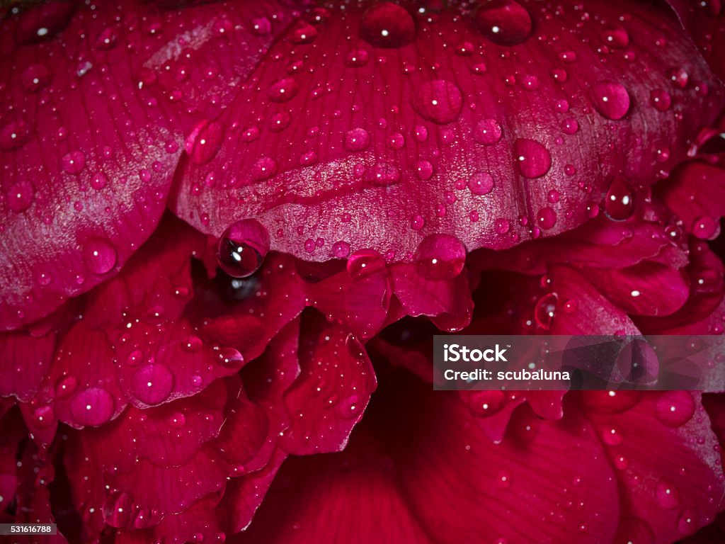 Rain-soaked flower petals, regennasse Blütenblätter Outdoor close up photography of rain-soaked flower petals. Circle Stock Photo