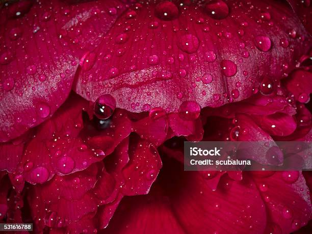 Rainsoaked Flower Petals Regennasse Blütenblätter Stock Photo - Download Image Now