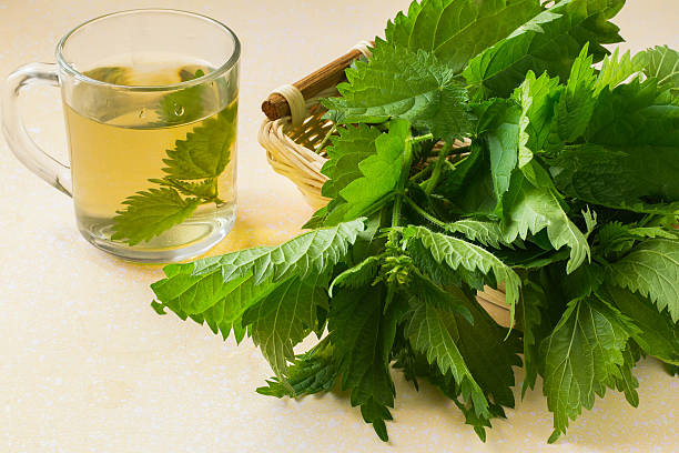 istock The broth nettle and fresh leaves in a basket 531617018