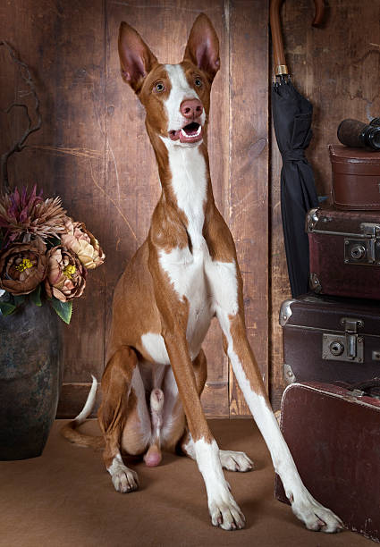 istock Purebred Ibizan Hound dog indoors 531617682