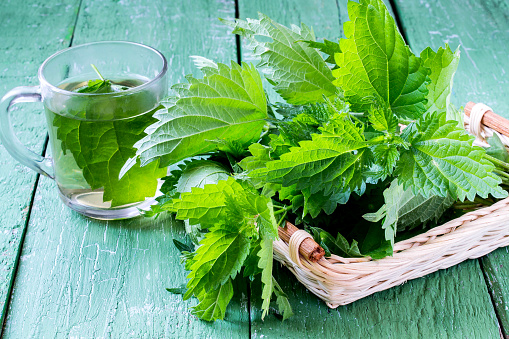 Medicinal plant - stinging nettle (fresh leaves and infusion) on a green wooden table
