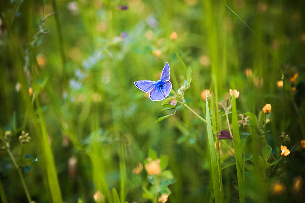 Common Blue Butterfly (Polyommatus icarus) nectaring on wildflower