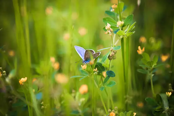 Photo of Common Blue Butterfly (Polyommatus icarus) nectaring on wildflower