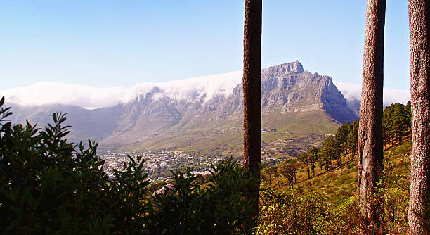 Looking through trees at Table Mountain with cloud tablecloth Cape Town's famous landmark Table Mountain seen here through trees from neighbouring Lions Head. The "tablecloth" of cloud is in position. table mountain and the tablecloth stock pictures, royalty-free photos & images
