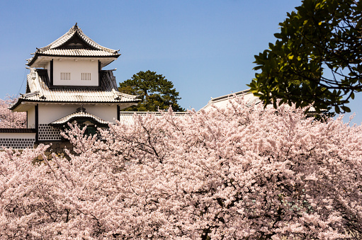 Kanazawa, Japan - April 5, 2016: Cherry blossoms surround restored Kanazawa Castle. Taken from the public road outside the castle, this shows the external wall of the castle and the restored watchtower. The castle was built in the 16th century and subsequently burned down; only the various gates and watchtowers have been rebuilt.