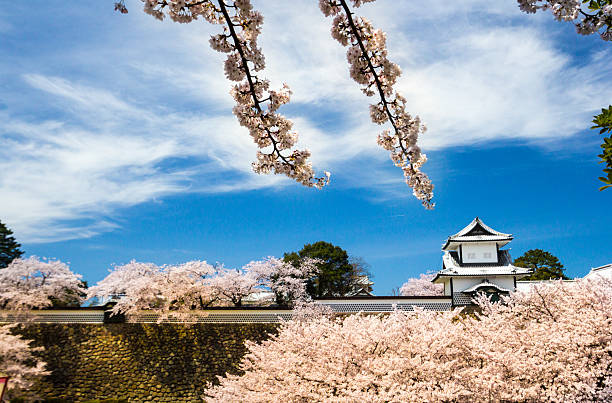 Kanazawa, Japan - April 5, 2016: Cherry blossoms surround restored Kanazawa Castle. Taken from the public road outside the castle, this shows the external wall of the castle and the restored watchtower. The castle was built in the 16th century and subsequently burned down; only the various gates and watchtowers have been rebuilt.