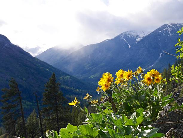 солнце цветы цветущие в горы. - tree leavenworth snow sky стоковые фото и изображения