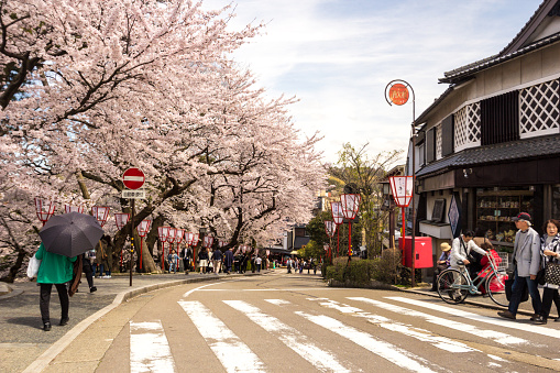 Kanazawa, Japan - April 5, 2016: People walking around the streets of Kanazawa during Sakura - cherry blossom season. The person in the foreground is concealed by a large black umbrella to keep the heat at bay.