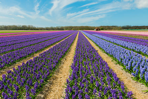 istock Hyacinth Field Colors with Sky 531620032