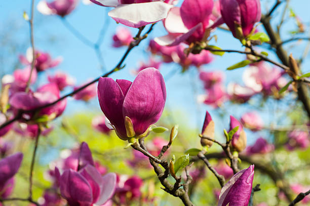istock Bloomy magnolia tree with big pink flowers in garden 531620092