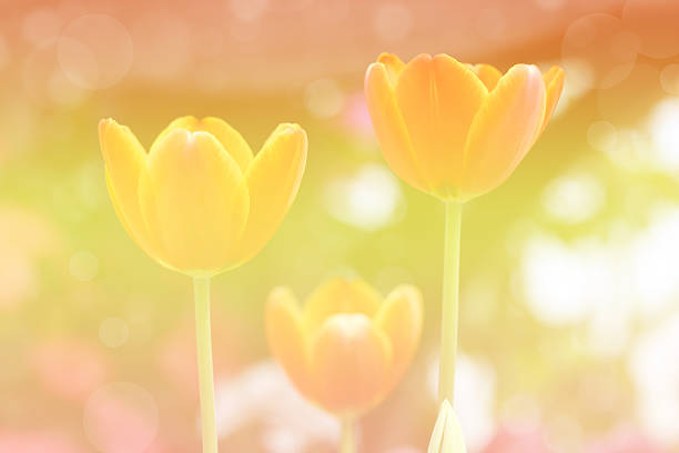 Abstract beautiful and colorful flowers with soft focus