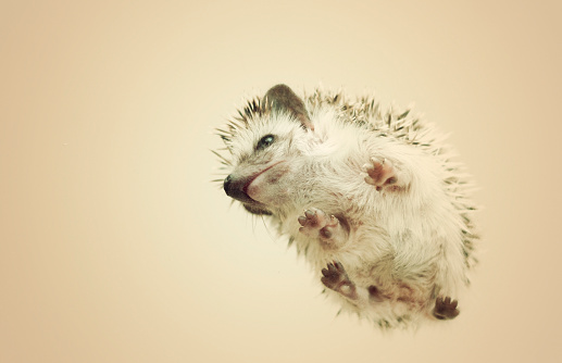comic fun and cute young and small hedgehog baby girl  in creamy background bottom view