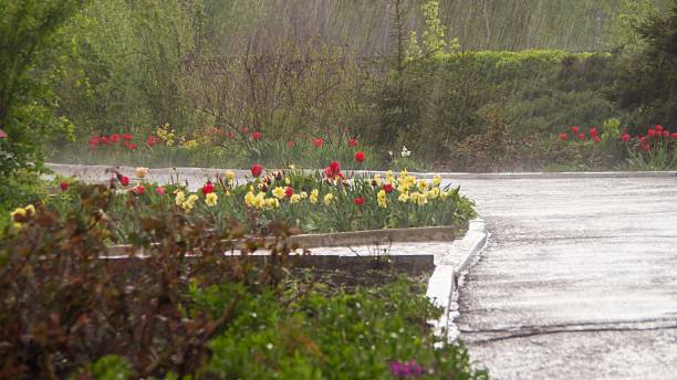 istock Group of red tulips in the park 531622092