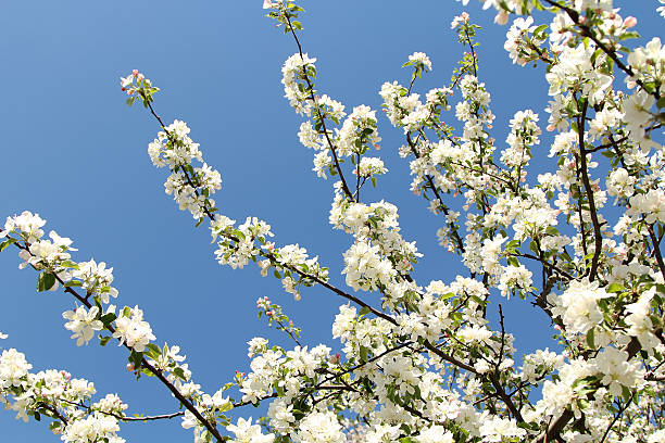 istock almond blossoms, Spring flowers 531622866