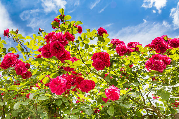 istock Beautiful rose bush against blue sky with clouds 531623028