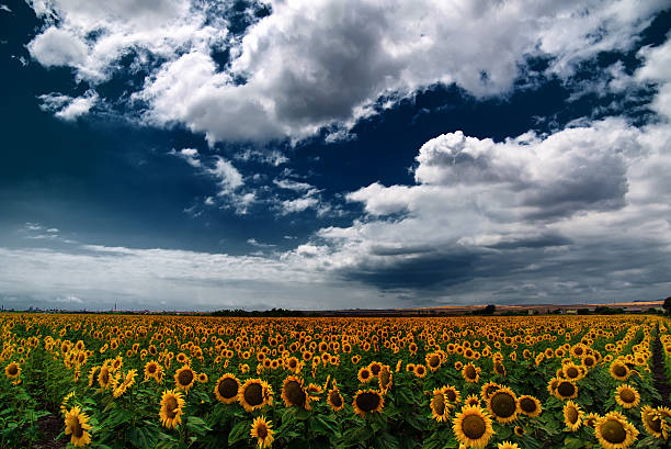 istock Sunflower field in the summer, Bulgaria. 531623914