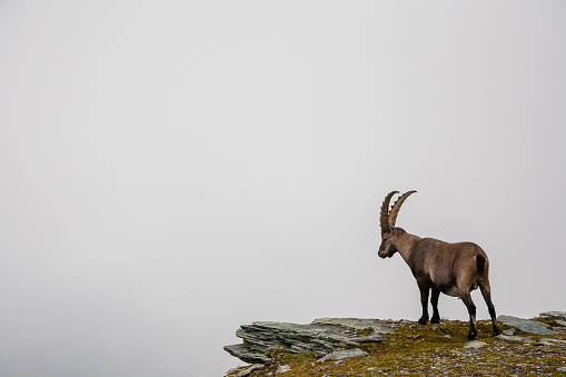 Photograph of ibex in Italian Alps