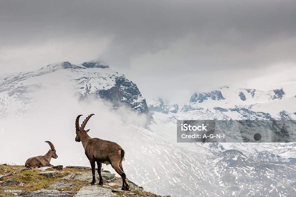 Íbice de cabra silvestre - Foto de stock de Íbice libre de derechos