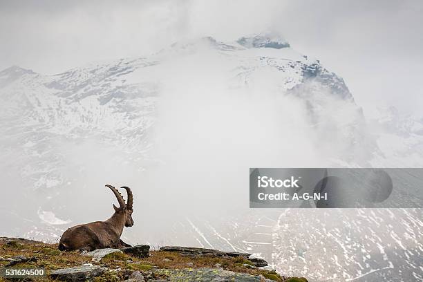 Íbice De Cabra Silvestre Foto de stock y más banco de imágenes de Acantilado - Acantilado, Aire libre, Alpes Europeos