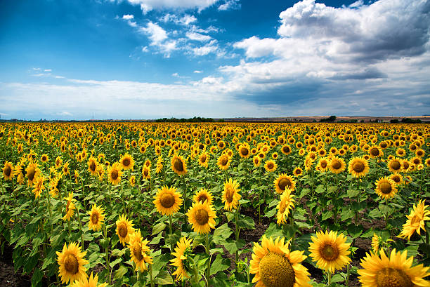 istock Sunflower field in the summer, Bulgaria. 531625174