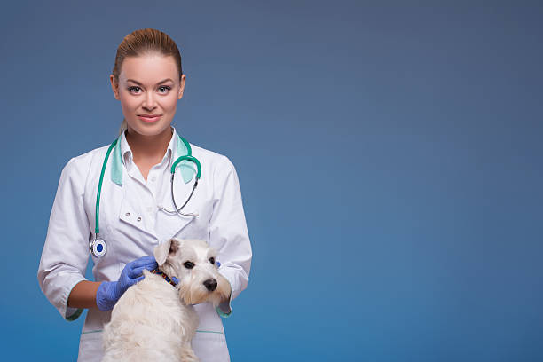 istock Cute little dog visits vet 531626149