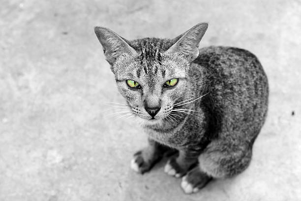 istock Green eye mable gray domestic cat 531626455