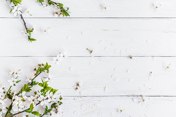 istock apple flowers on white wooden background 531626586