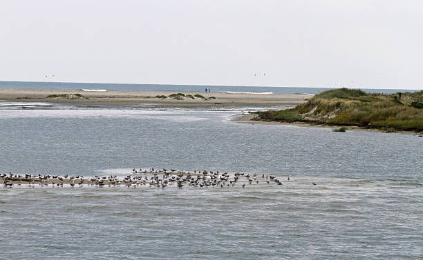 istock North Carolina Outer Banks Bird Colony 531626751