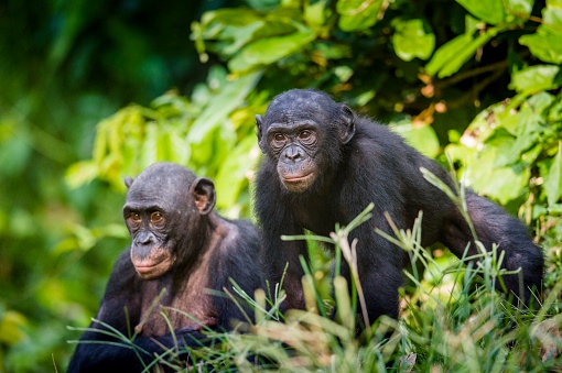 Bonobos en entorno natural. photo