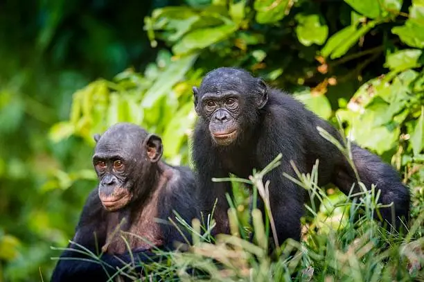 Bonobos in natural habitat. Green natural background. The Bonobo ( Pan paniscus), earlier being called the pygmy chimpanzee. Democratic Republic of Congo. Africa