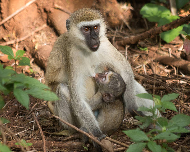 istock Vervet Monkey with baby nursing 531627201