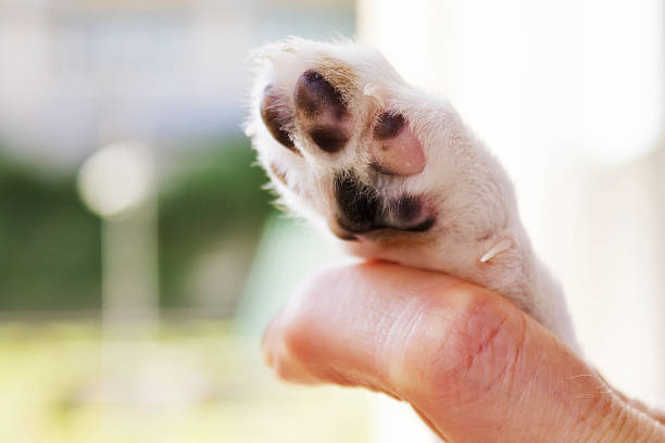 istock Man and puppy shaking hand and paw 531627270