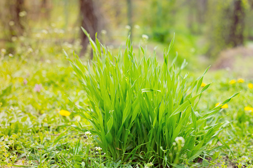 Green grass landscape eco background