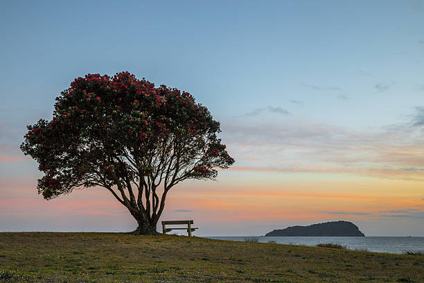 istock Pohutukawa Tree, Pauanui 531627765