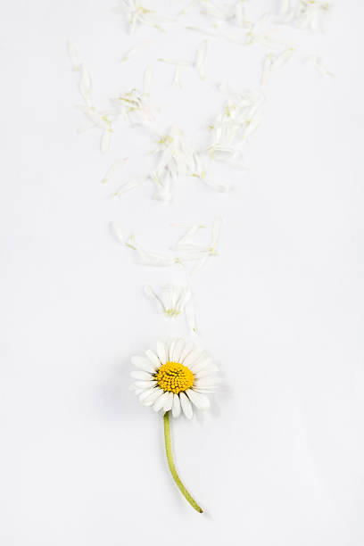 istock daisy flower with petals on wooden white background 531628524