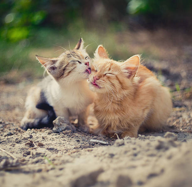 Care One kitten carefully washes the groom and the second kitten in a sunny summer day paw licking domestic animals stock pictures, royalty-free photos & images