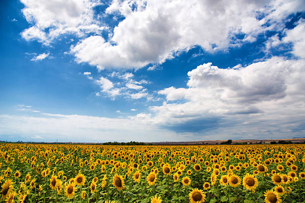 istock Sunflower field in the summer, Bulgaria. 531629826
