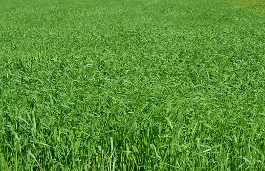 field of long green grass on a sunny day