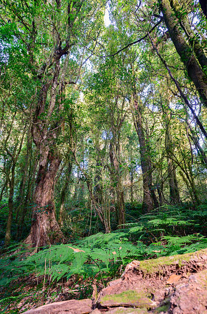 istock Above ground mountain forest in Doi Inthanan National Park 531630119