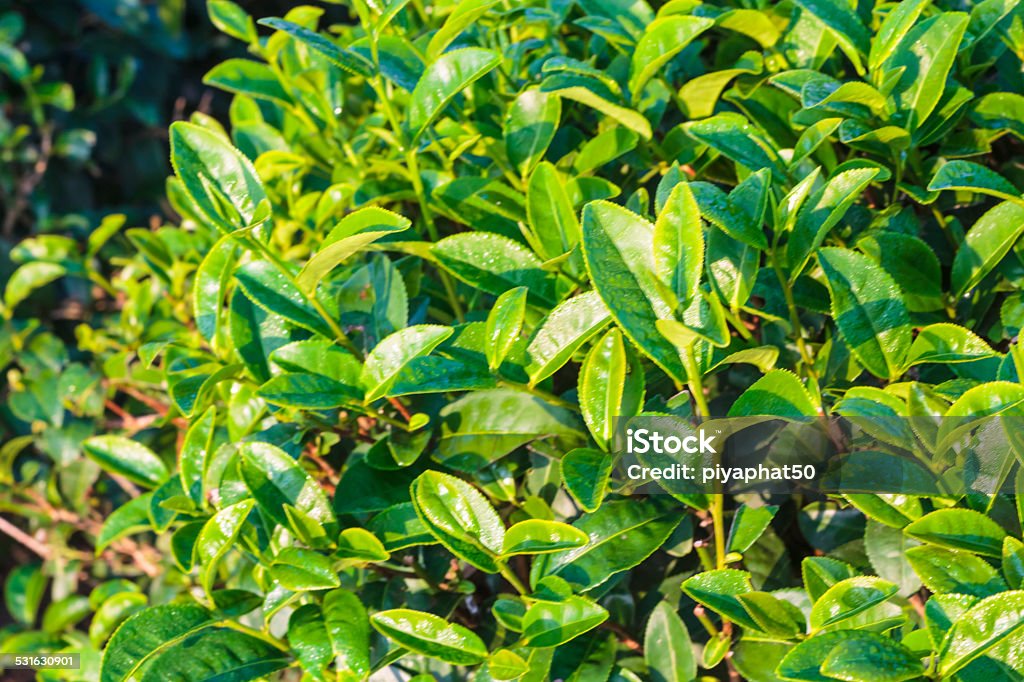 Tea Leaf Close up of green tea leaves in tea plantation in the morning. 2015 Stock Photo