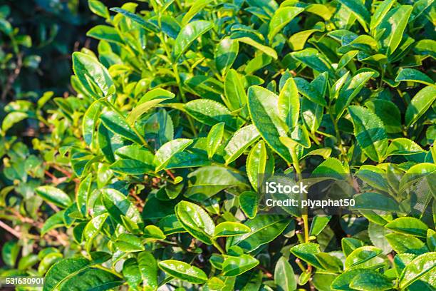Tea Leaf Stock Photo - Download Image Now - 2015, Agricultural Field, Agriculture