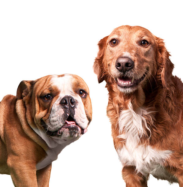 istock Golden Retriever and Bulldog 531630951