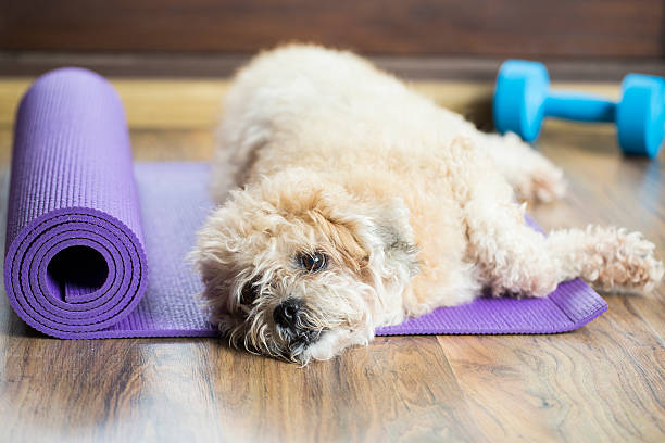istock dog resting on yoga mat 531631058