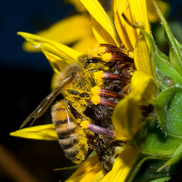 istock Honeybee on Yellow Flower 531631167