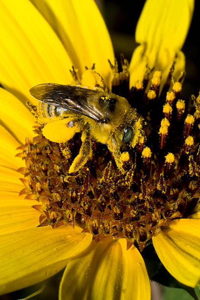 istock Honeybee on Yellow Flower 531631169