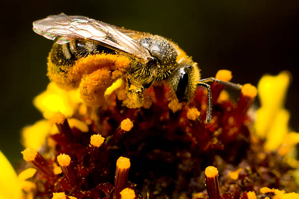 istock Honeybee on Yellow Flower 531631541