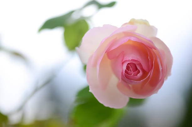 istock Pink Eden Rose Close-Up 531632435