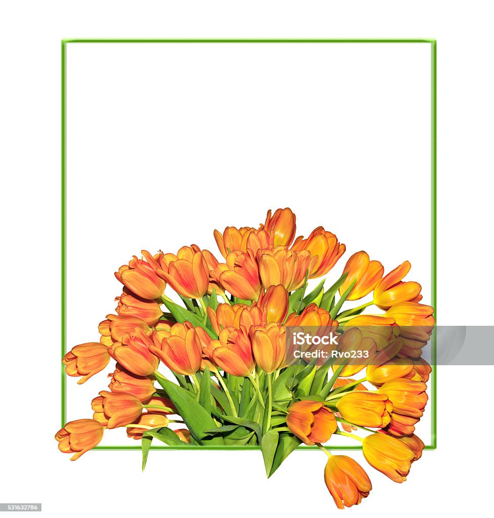 Orange tulips bouquet  in the green spring frame Orange tulips bouquet  in green spring frame on the white background with blank area for text greetings or messages. Anniversary Stock Photo