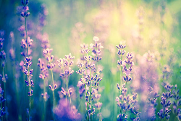 istock Lavender flowers close-up 531632869
